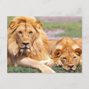 Pair of African Lions, Panthera leo, Tanzania Postcard
