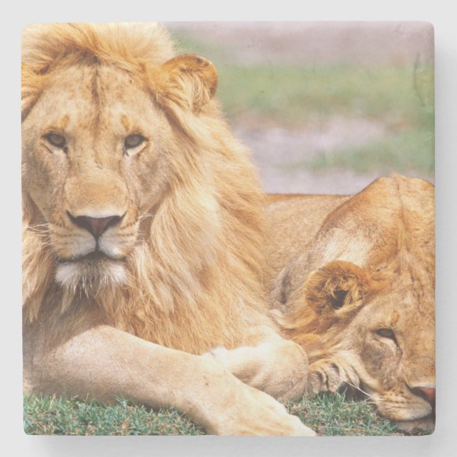 Pair of African Lions, Panthera leo, Tanzania Stone Coaster (Front)