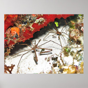 Pair of Arrow Crabs Poster