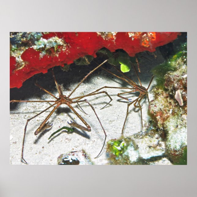 Pair of Arrows Poster (Front)