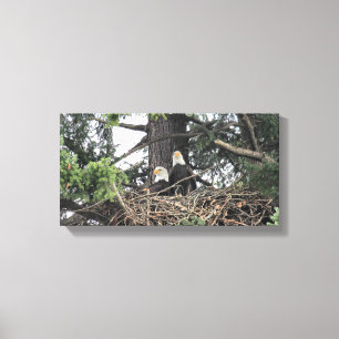 Pair of Bald Eagles protecting the nest Canvas Print