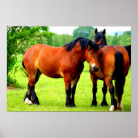 Pair Of Bay Polish Bred Horses | Green Landscape