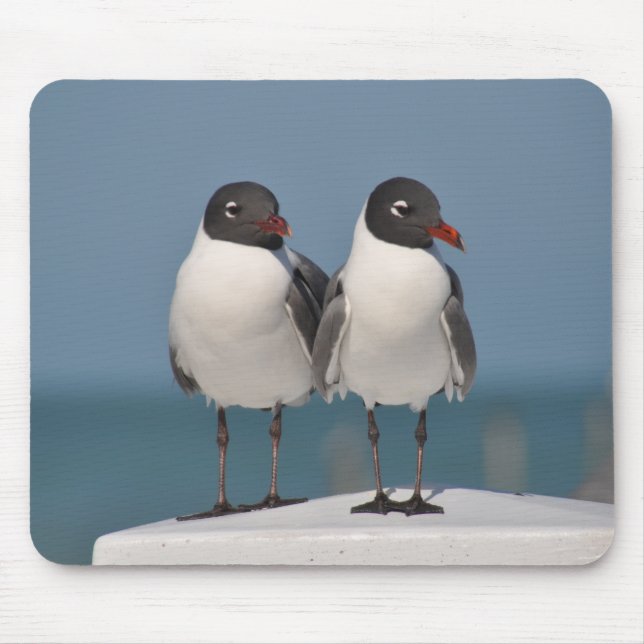 Pair of Black Headed Gulls Mouse Mat (Front)
