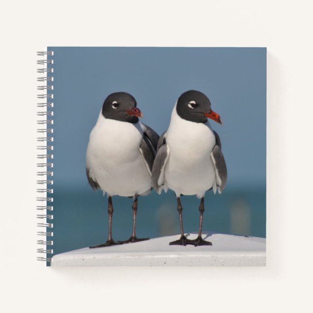 Pair of Black Headed Gulls Notebook (Front)