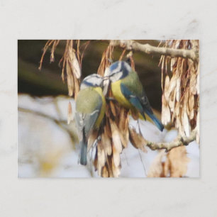 Pair of Blue Tit Birds Postcard