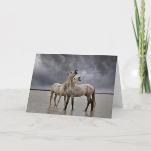 Pair of Camargue Horse Stallions, Southern France Card