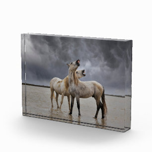 Pair of Camargue Horse Stallions, Southern France Photo Block
