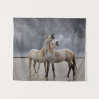 Pair of Camargue Horse Stallions, Southern France