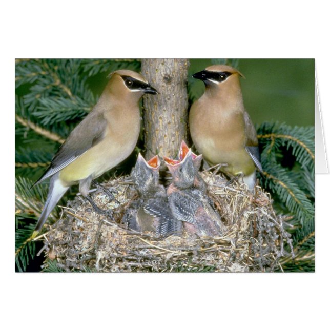 Pair of Cedar Waxwings with young (Front Horizontal)