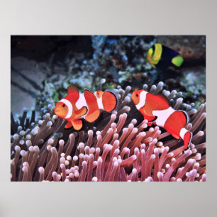 Pair of Clownfish Poster