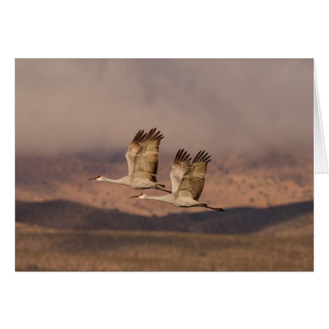 Pair of Cranes in the New Mexico Skies (Front Horizontal)