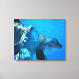 Pair of Curious Dolphins Picture Gallery Wrapped Canvas Print