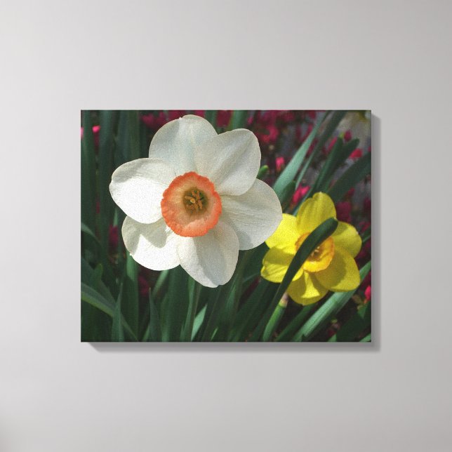 Pair of Daffodils Pink and Yellow Spring Flowers Canvas Print (Front)