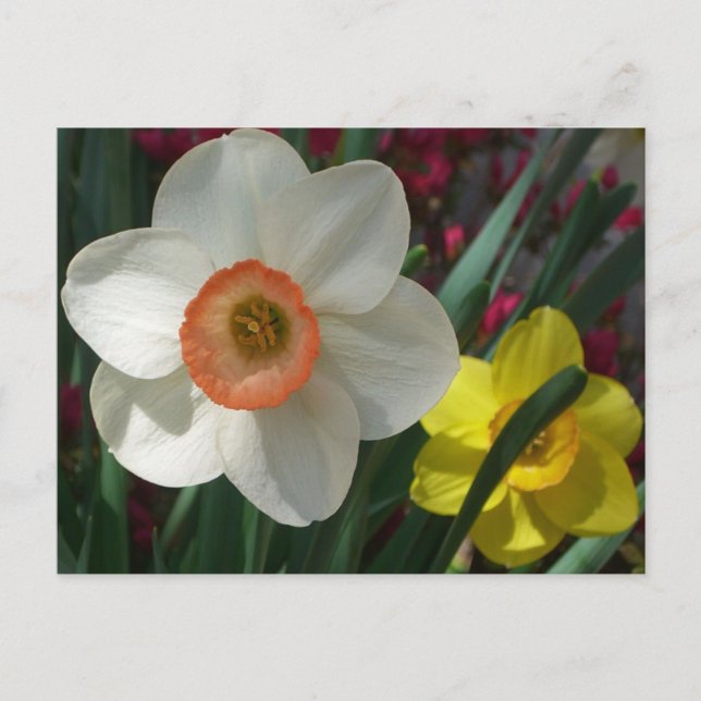 Pair of Daffodils Pink and Yellow Spring Flowers Postcard (Front)