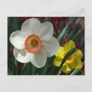 Pair of Daffodils Pink and Yellow Spring Flowers Postcard