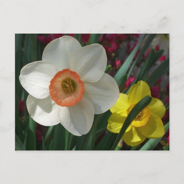 Pair of Daffodils Pink and Yellow Spring Flowers Postcard (Front)