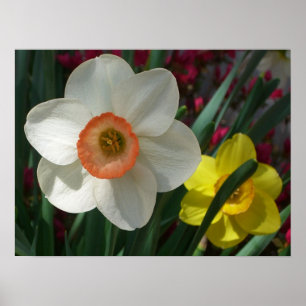Pair of Daffodils Pink and Yellow Spring Flowers Poster