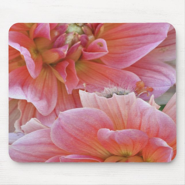 Pair of Dahlia flowers, Dahlia spp. , Mouse Mat (Front)