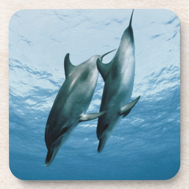 Pair of Dolphins Coaster (Front)