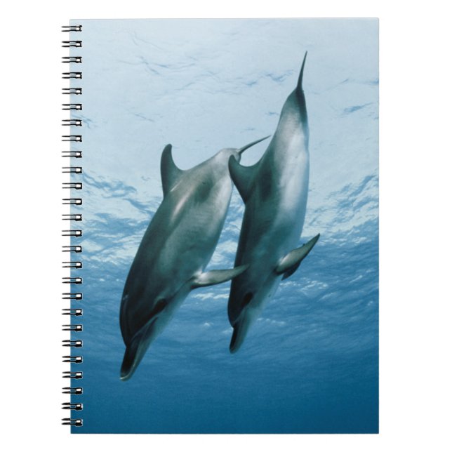Pair of Dolphins Notebook (Front)