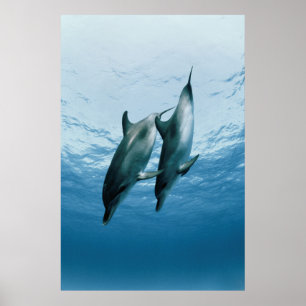 Pair of Dolphins Poster