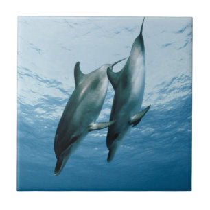 Pair of Dolphins Tile