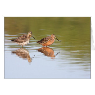 Pair of dowitchers