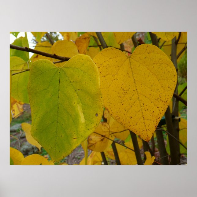 Pair of Fall Redbud Leaves Autumn Photography Poster (Front)