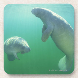 Pair of florida manatees swimming coaster