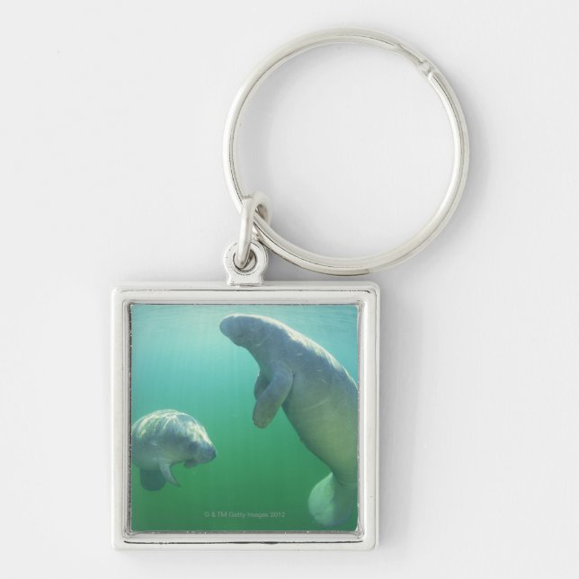 Pair of florida manatees swimming key ring (Front)
