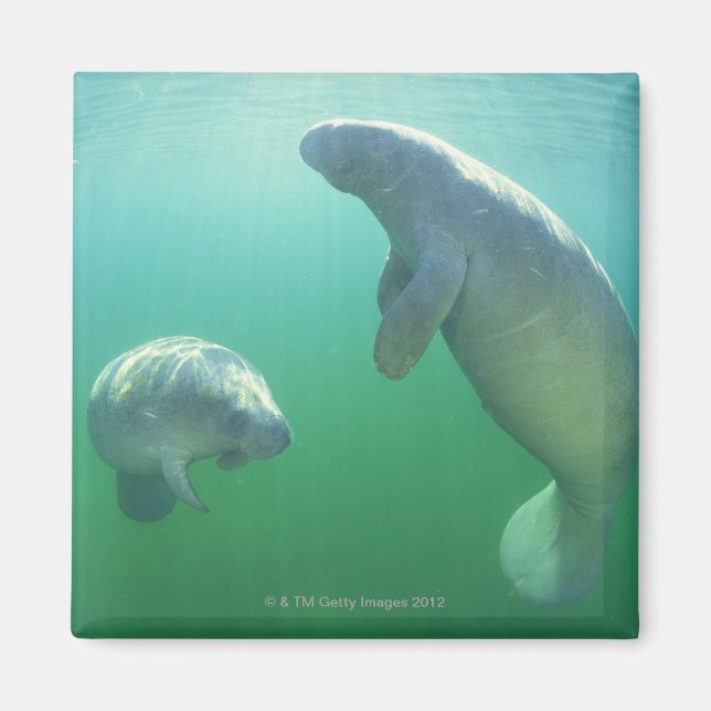 Pair of florida manatees swimming magnet (Front)
