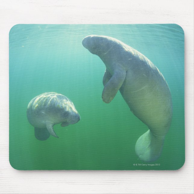 Pair of florida manatees swimming mouse mat (Front)
