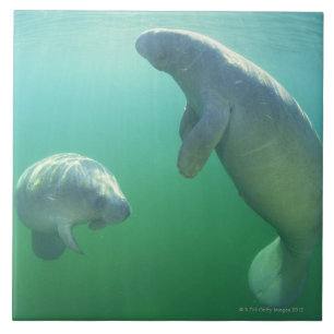 Pair of florida manatees swimming tile