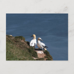 Pair of gannets at Bempton Cliffs Postcard