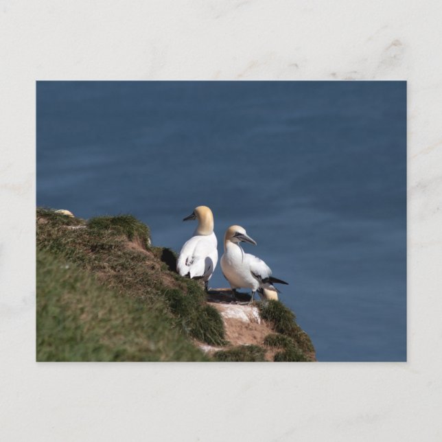 Pair of gannets at Bempton Cliffs Postcard (Front)