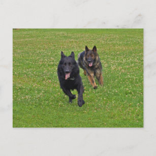 Pair of German Shepherds Postcard