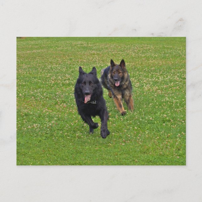 Pair of German Shepherds Postcard (Front)
