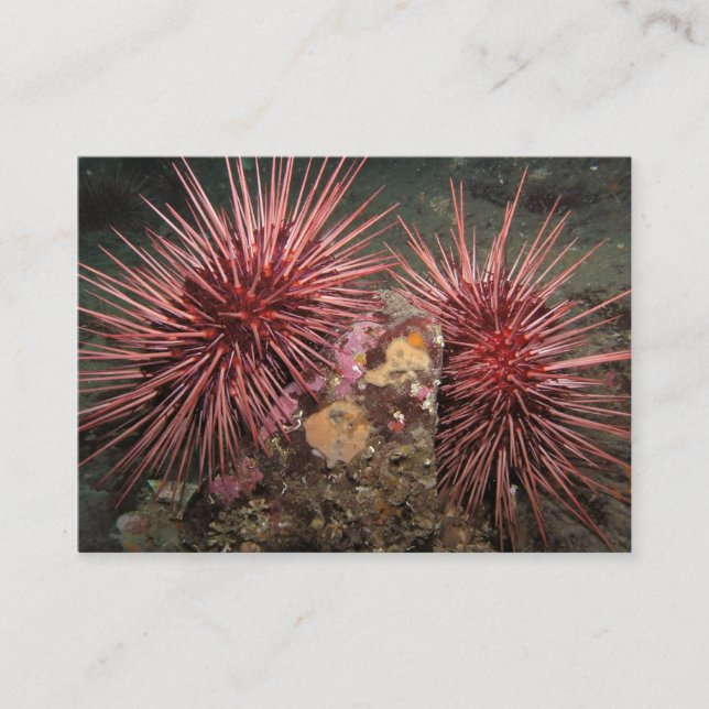 Pair of Giant Red Sea Urchins - Business Card (Front)