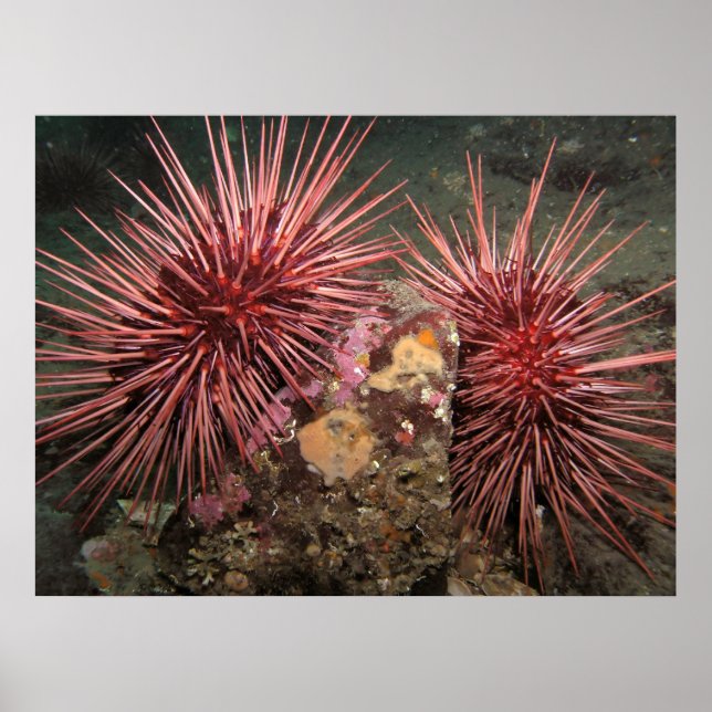 Pair of Giant Red Sea Urchins Fine Art Prints (Front)