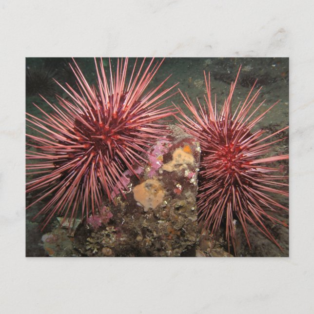 Pair of Giant Red Sea Urchins Postcard (Front)