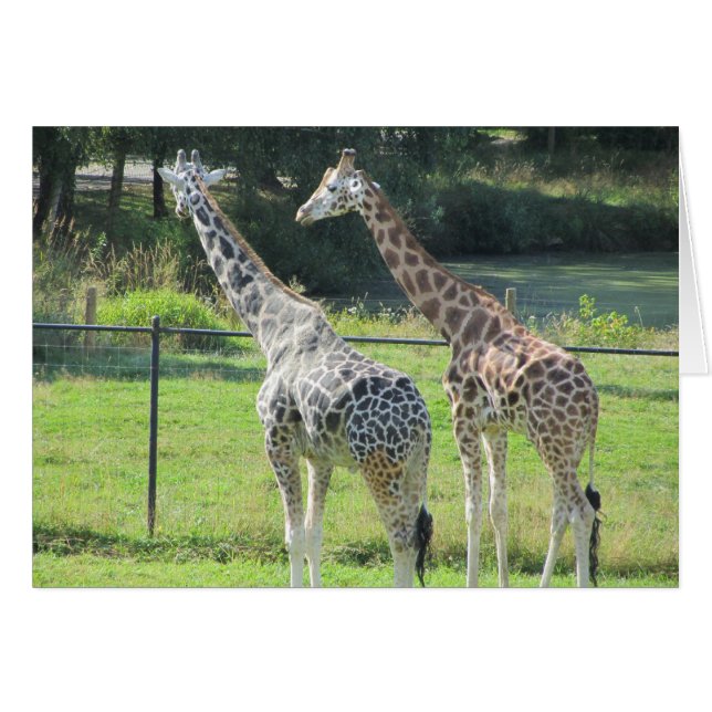 Pair of Giraffes (Front Horizontal)
