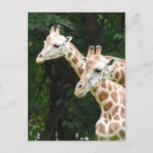 Pair of Giraffes  Postcard