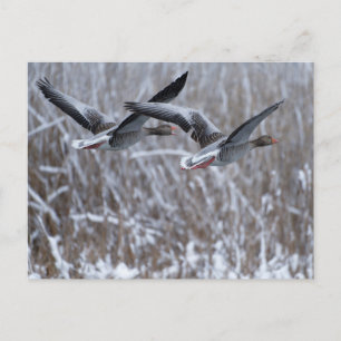 Pair Of Greylag Geese Flying in snow postcard