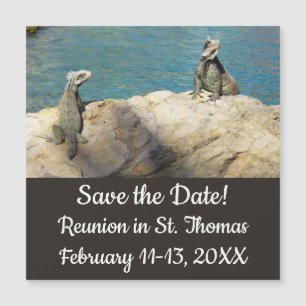 Pair of Iguanas Tropical Wildlife Photography
