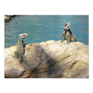 Pair of Iguanas Tropical Wildlife Photography Photo Print