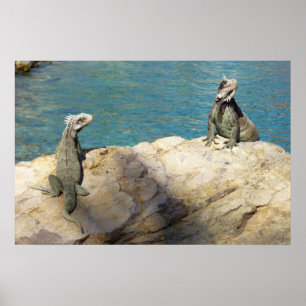 Pair of Iguanas Tropical Wildlife Photography Poster