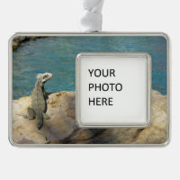 Pair of Iguanas Tropical Wildlife Photography