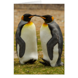 Pair of King Penguins, Falklands