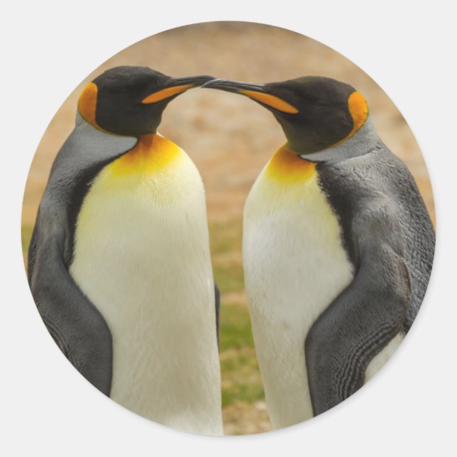 Pair of King Penguins, Falklands Classic Round Sticker (Front)