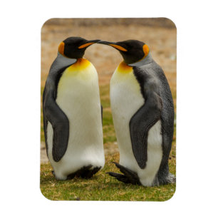 Pair of King Penguins, Falklands Magnet
